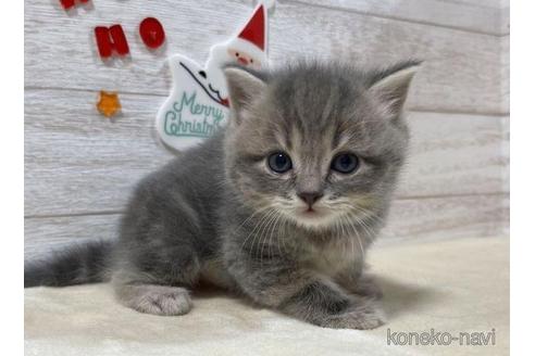 成約済の山梨県のスコティッシュフォールド-41036の4枚目